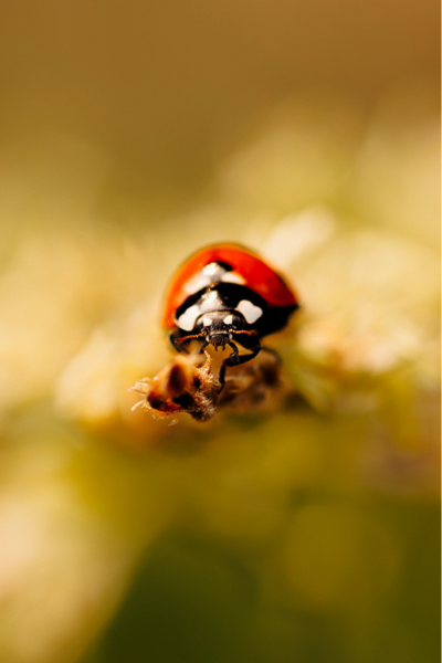 Ein Marienkäfer hat das Ende einer wilden Möhre erreicht und scheint aus dem Bild krabbeln zu wollen.
