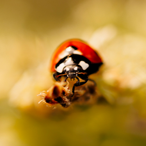 Ein Marienkäfer hat das Ende einer wilden Möhre erreicht und scheint aus dem Bild krabbeln zu wollen.