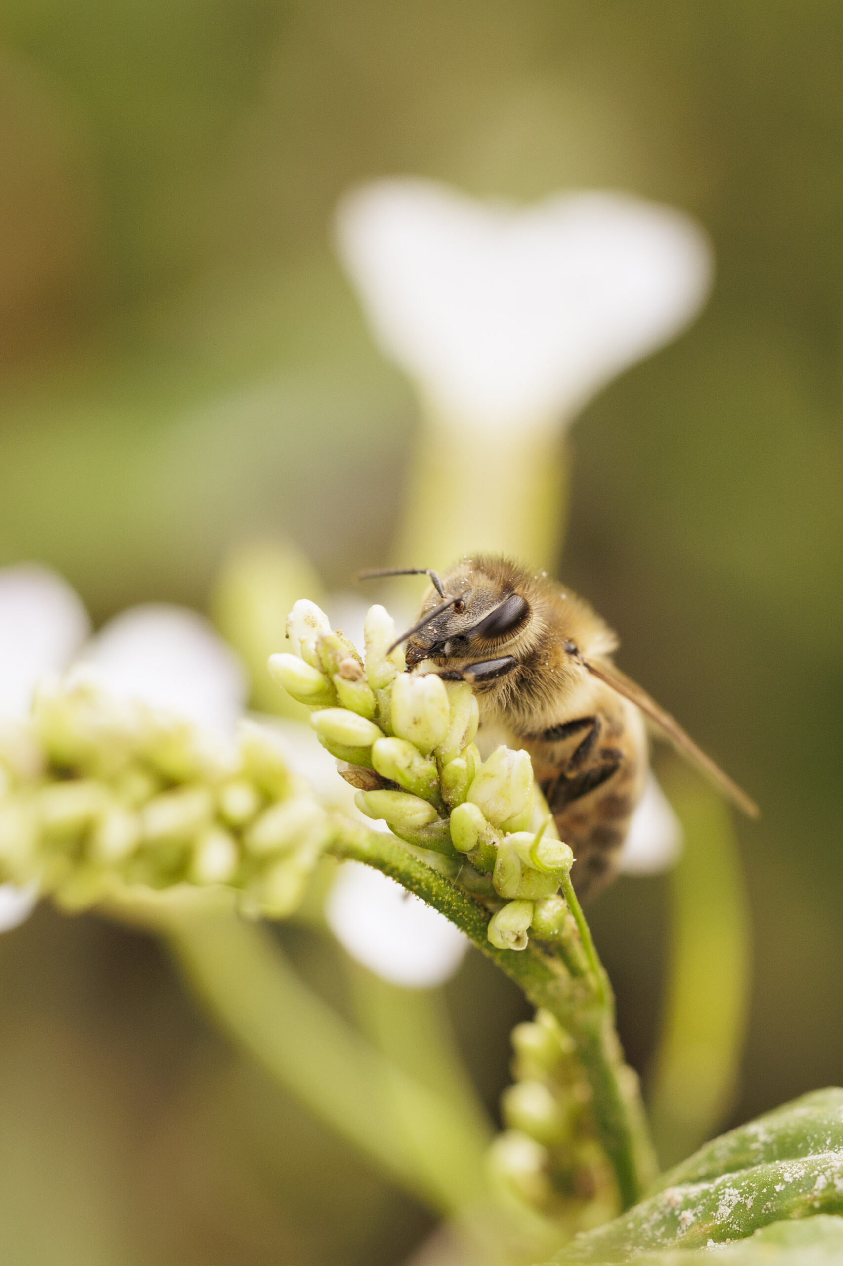Eine Biene sitzt auf einer noch geschlossenen weiße Blume mit vielen kleinen Blütenknospen.