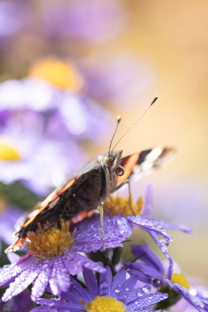 Ein kleiner Schmetterling sitzt auf einer lila Blume. Leider bin ich mir nicht sicher, ob dies ein kleiner Fuchs oder ein Admiral ist, da man nur einen kleinen Teil der bunten Flügel von unten leuchten sieht. Der Schmetterling sitzt dort mit eingerolltem Rüssel und guckt scheinbar aufmerksam in die Kamera.
