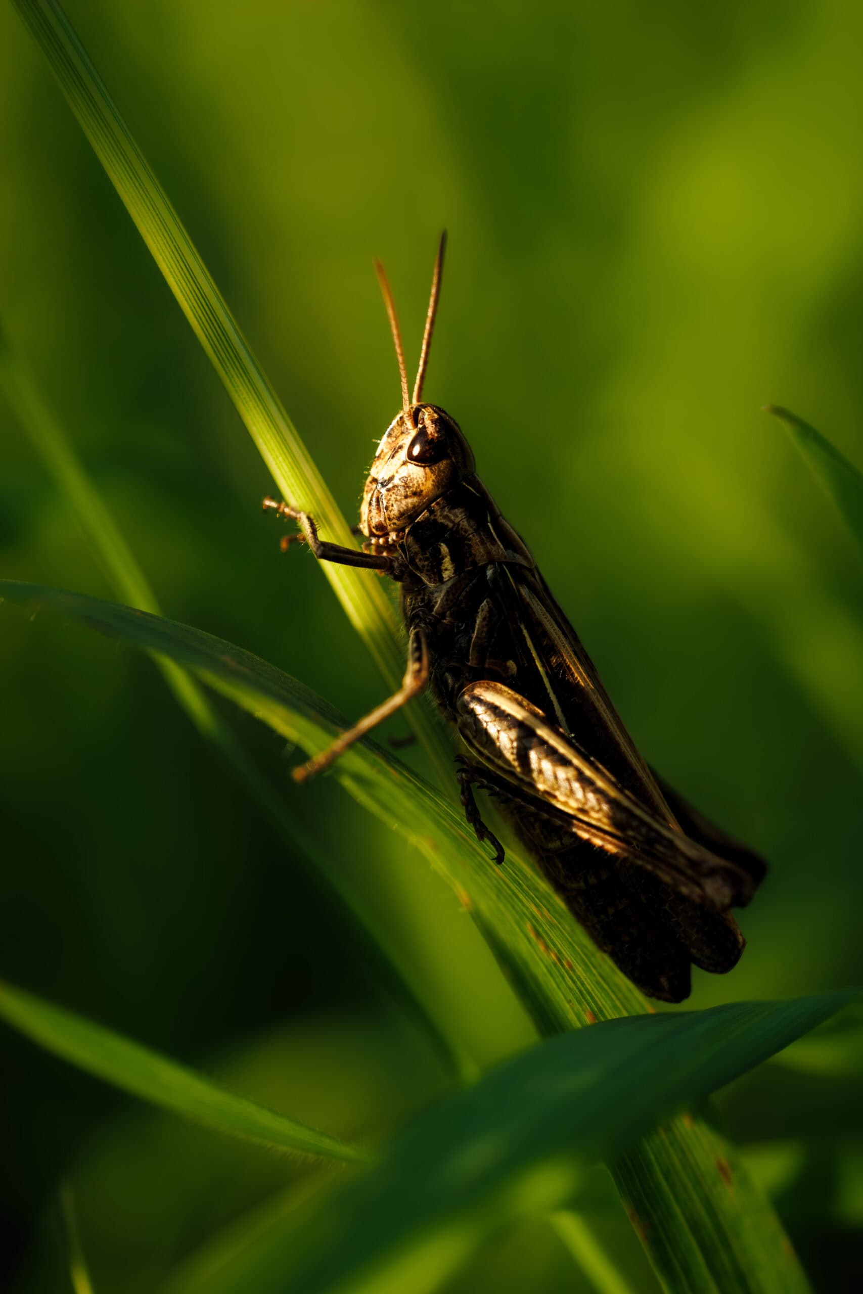 Eine Heuschrecke wird im tiefen Gras von der Abendsonne beschienen.